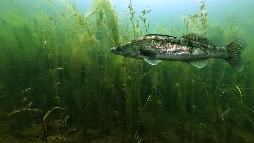 Profile shot of zander - Sander lucioperca - moving slowly among submerged vegetation as one then two companions appear in the scene.