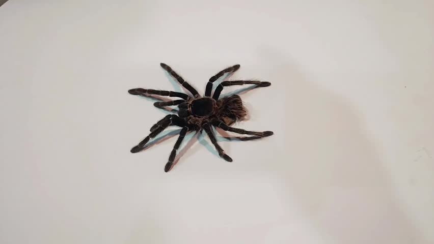 dried tarantula skin on a white background