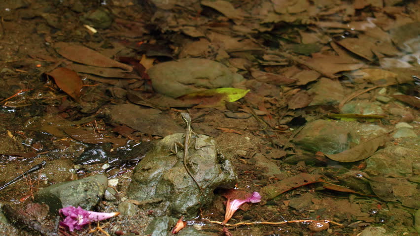Small lizard rests on mossy rock beside shallow forest stream. Fallen brown and green leaves scatter across wet ground with pink flower petals adding color to the natural scene.