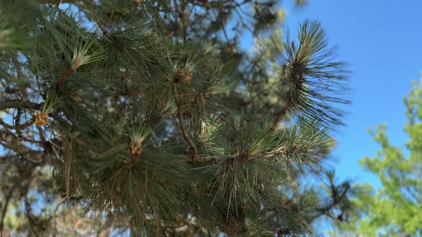 Beautiful coniferous tree with green needles under blue sky, closeup. Camera moving up