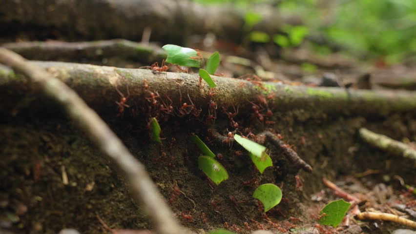 Ants march in organized procession carrying bright green leaf fragments across mossy branches and forest soil. Red leafcutter colony demonstrates teamwork and strength in tropical rainforest habitat.