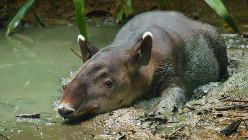 Bairds tapir relaxes in shallow muddy water surrounded by lush green tropical foliage. The endangered mammal with distinctive prehensile snout rests peacefully in its natural rainforest habitat.
