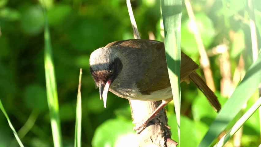 Close up of a small wild brown bird with dark facial mask perched on a branch hiding among green reeds under bright sunlight