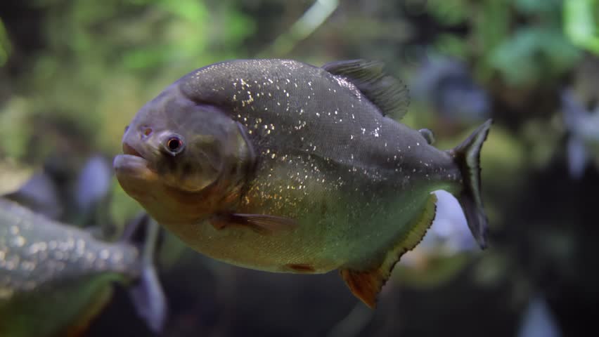 Red bellied piranha underwater footage, aquatic life close up.