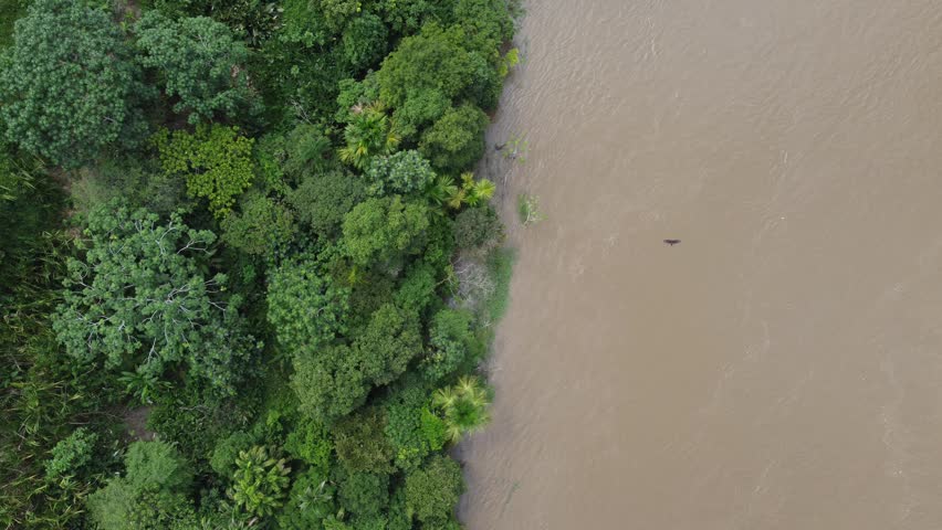 Top down aerial view showing the amazon river flowing alongside the lush jungle near iquitos, peru
