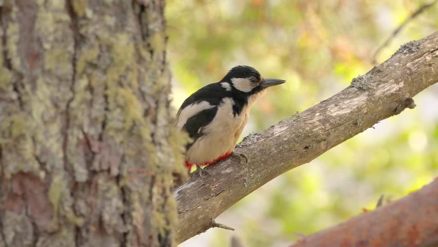 Great spotted woodpecker perching on forest tree limb.
