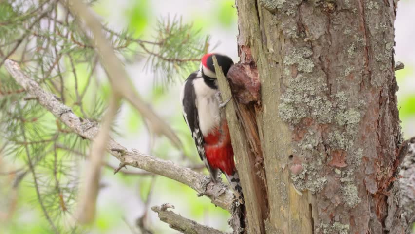 Woodpecker pecking tree trunk, wild bird in natural habitat.