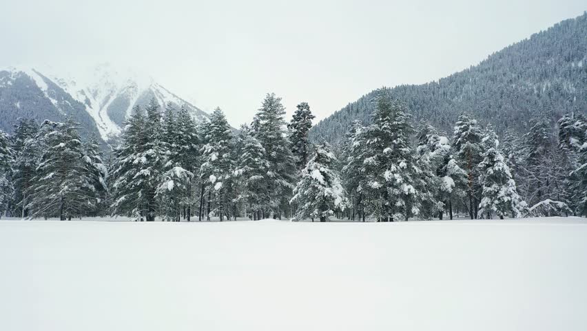 Scenic winter forest with snow covered fir trees and mountains.