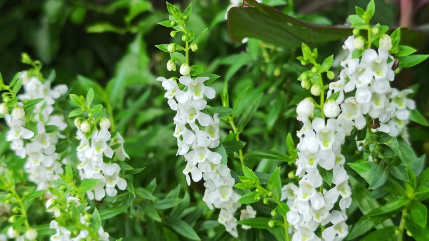 White flowers in the front garden.