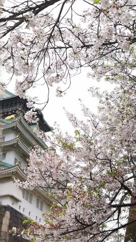 Beautiful spring scene of Osaka Castle in Japan, seen through delicate cherry blossoms and greenery. Cultural landmark view for travel, tourism, hanami and seasonal nature themes