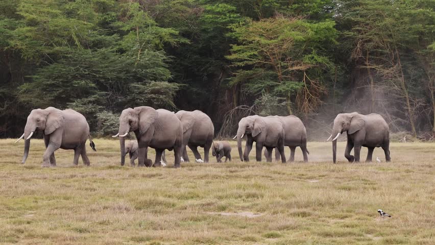 Herd of African elephants with calves and adults walking across dry grassland along dense green acacia forest edge, cattle egrets among the herd, overcast daytime