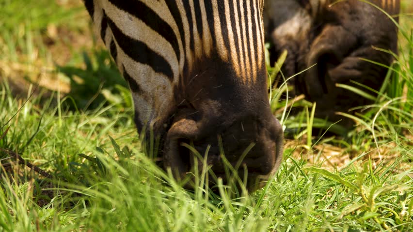 Extreme close up of zebra