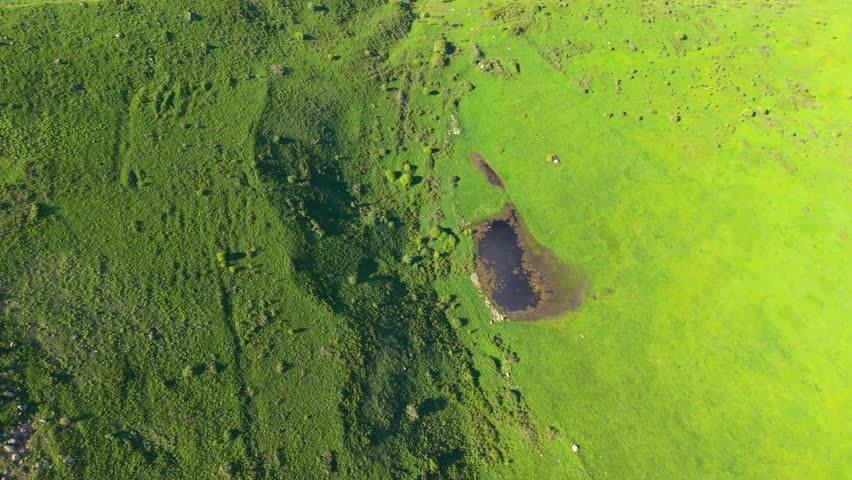 Aerial View of Wetland Pond Surrounded by Lush Green Meadow