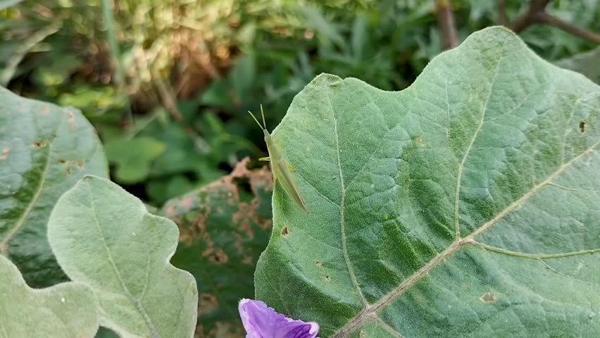 Footage of green locust or acrida cinerea of grasshopper on the leaf of a purple eggplant plant. Selective focus.