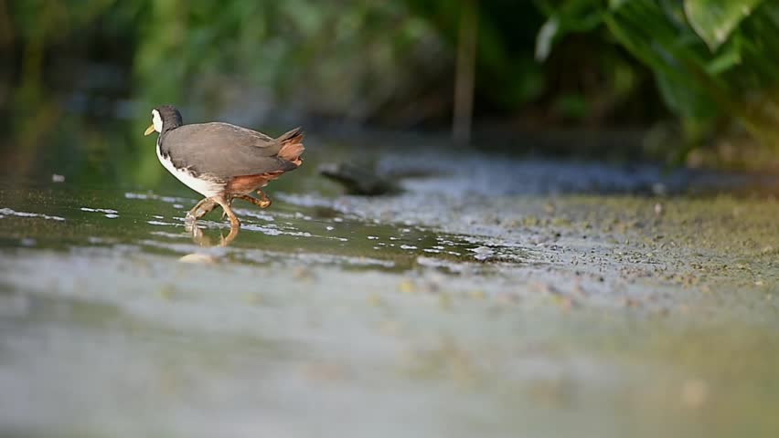 White-breasted waterhen bird hunting for food in a swamp while holding a snail in its beak.