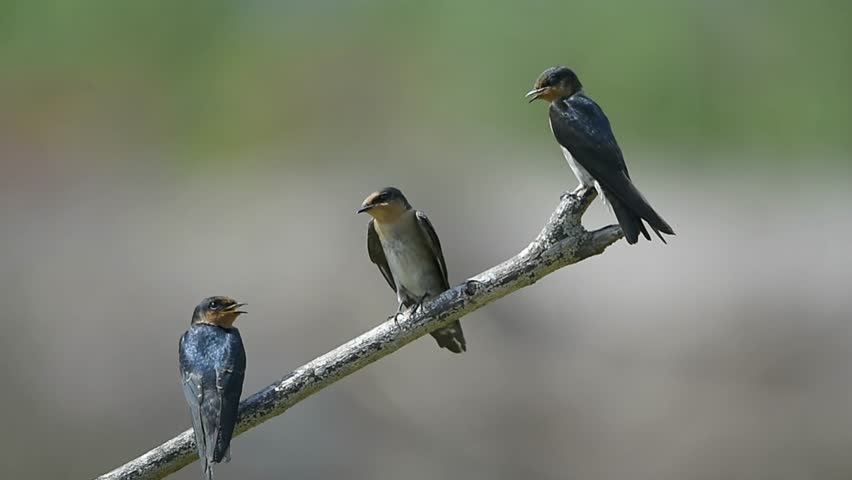  Close up of two tiny welcome swallows vocalizing and resting on a leafless branch in nature.