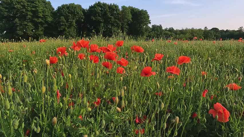 Enchanting Field of Red Poppies in the Italian Countryside
