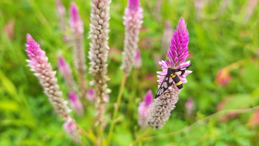 Wasp moth resting on the tip of the flowery celosia argentea plant.

