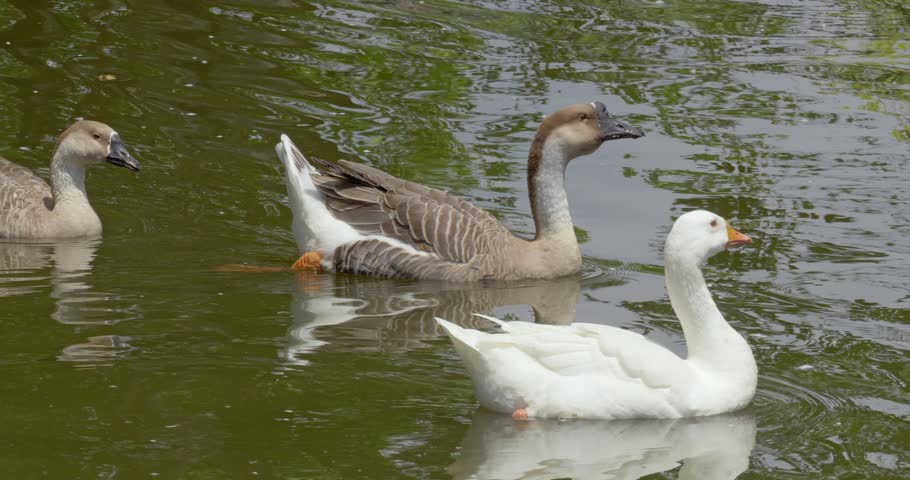 A mix of white and brown geese gracefully swim together in a calm pond. Their reflections ripple across the water. Suitable for wildlife documentaries or nature studies.