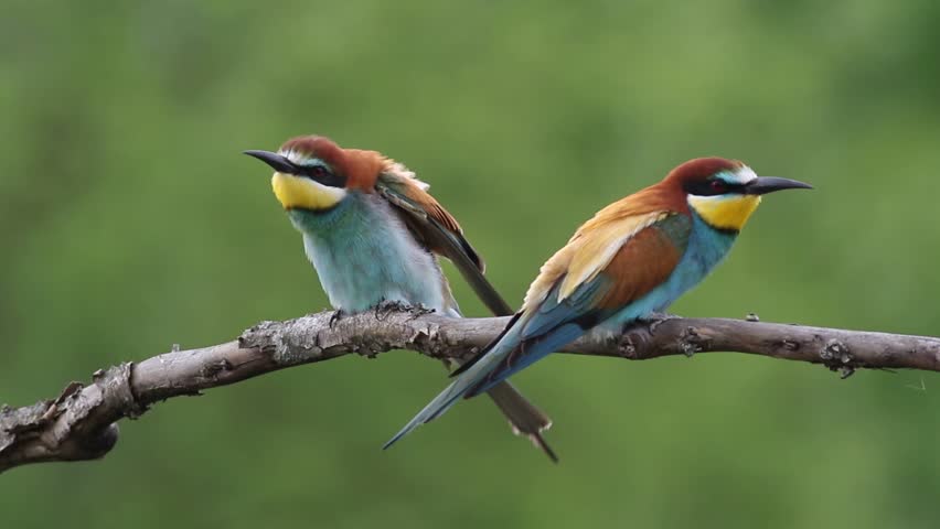 Two colorful European bee-eaters (Merops apiaster) sit on a tree branch. One bird stretches its wing and preens, then both vocalize together against a green background. Cinematic nature footage