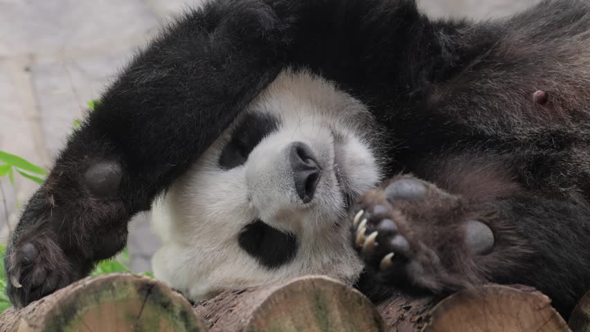 Resting panda bear close up, furry paws, sleepy face motion.