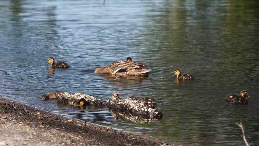 Close-up footage of a female mallard with her ducklings in a natural habitat, showcasing parental care, family bonding, and detailed plumage in stunning 4K resolution.