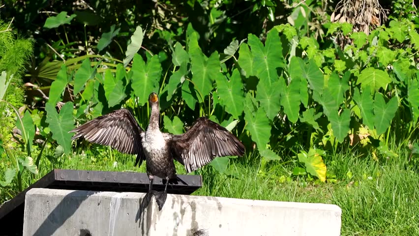 Close-up footage of a double-crested cormorant in its natural habitat, showcasing detailed plumage, distinctive posture, and natural aquatic bird behavior in stunning 4K resolution.