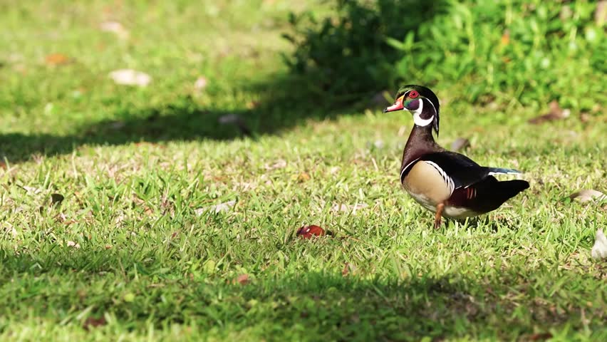 Close-up footage of a wood duck in its natural habitat, showcasing vibrant plumage, elegant features, and natural waterfowl behavior in stunning 4K resolution.