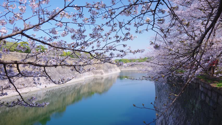 Beautiful Osaka Castle Moat, Sakura in Bloom in Spring, Cherry Blossoms