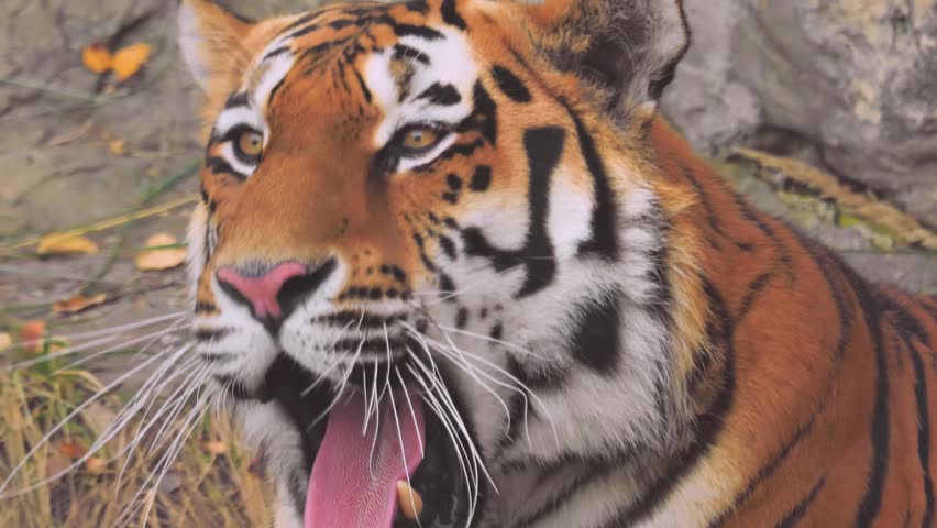 Powerful siberian tiger yawns and then looks directly at camera.