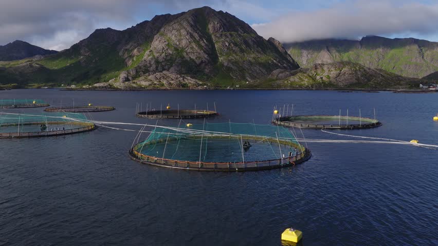 Aerial view of salmon farm ring cages with green nets, white lines, and yellow buoys in a sheltered fjord in Lofoten, Norway, under low cloud and soft light.