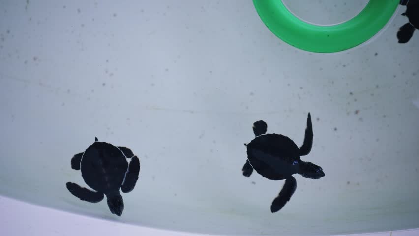 Tracking shot of baby sea turtle hatchlings swimming and circling green ring, nursery at conservation center.