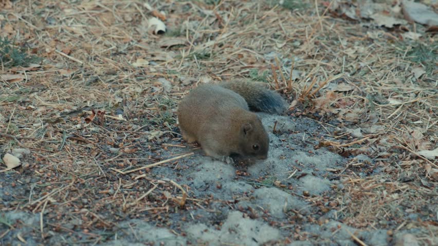 Beijing Temple of Heaven Pallas Squirrel Foraging on Ground with Dry Leaves and Melting Snow