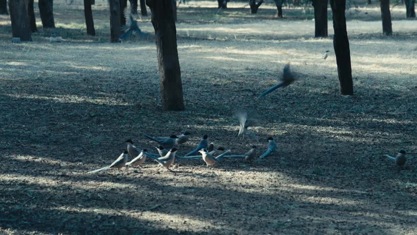 Beijing Temple of Heaven Flock of Azure Winged Magpies Foraging on Ground Inside Forest Park