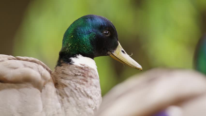 Water droplets fly off drake mallard duck plumage as he shakes body after swim