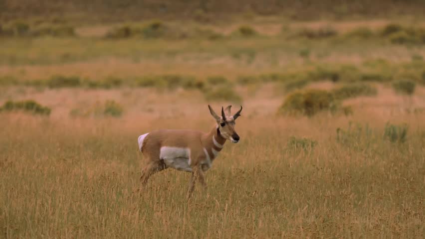 Pronghorn antelope walking through a golden prairie field in the North American wilderness.