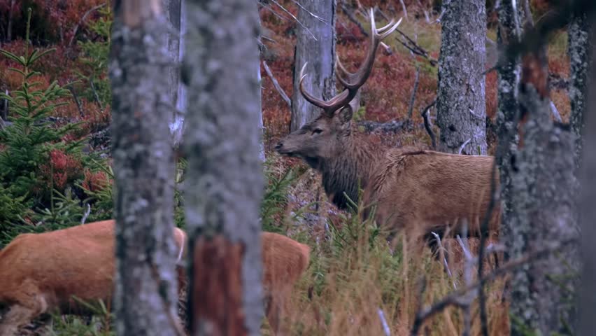 Majestic red deer stag with large antlers standing with hinds in autumn forest.