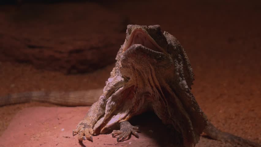 Frilled lizard opening its mouth and displaying its neck frill on a red desert ground.