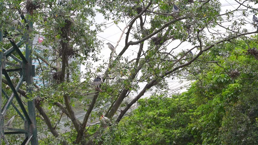 birds hiding in tree branches, black crowned night heron flying to hop on tree