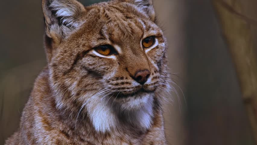 Close-up portrait of a gorgeous Eurasian lynx looking away in the forest.