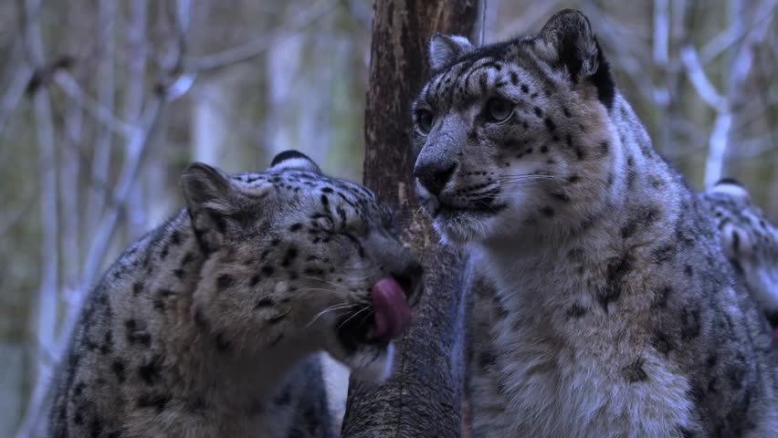 Close up portrait of two majestic snow leopards in the forest as one yawns and licks its lips.