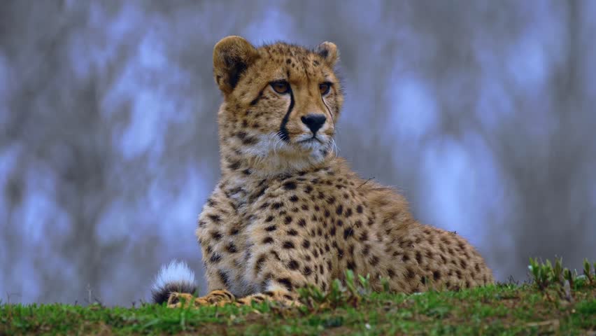 Beautiful cheetah cub lying on a green grassy hill and looking away against a soft blue forest background.