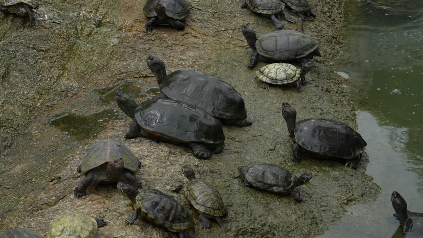 4K group of different turtle species resting together on a wet rock
