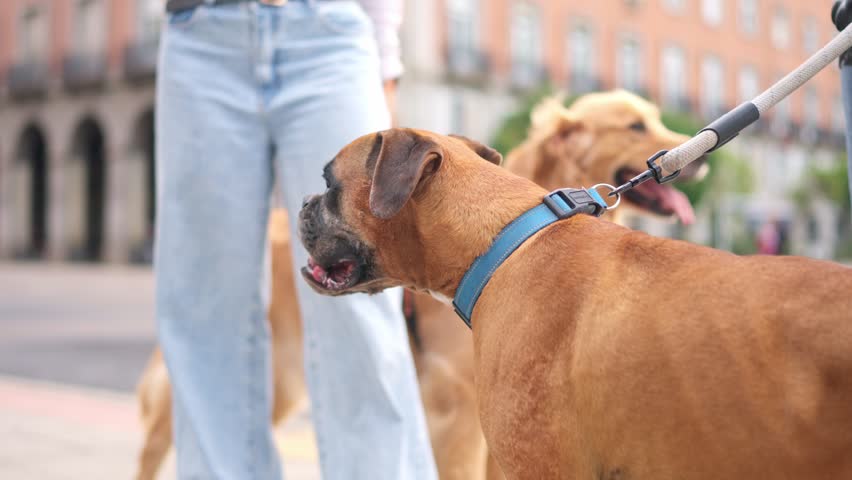 Side view of a purebred german boxer dog yawning while its owner holds the leash