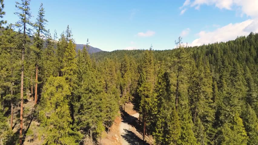 Aerial view of a dense pine forest with a dirt road under blue skies.