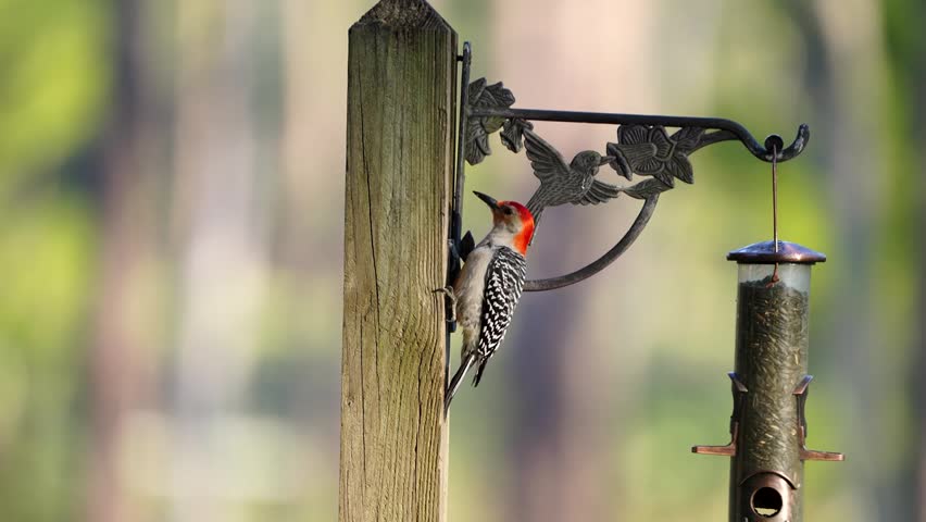 Red-bellied Woodpecker (Melanerpes carolinus) perched in natural woodland habitat captured in stunning 4K resolution wildlife footage.