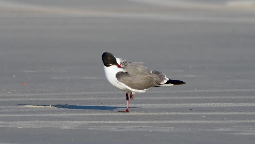 Laughing Gull (Leucophaeus atricilla) on a beach in natural coastal habitat captured in stunning 4K resolution wildlife footage.