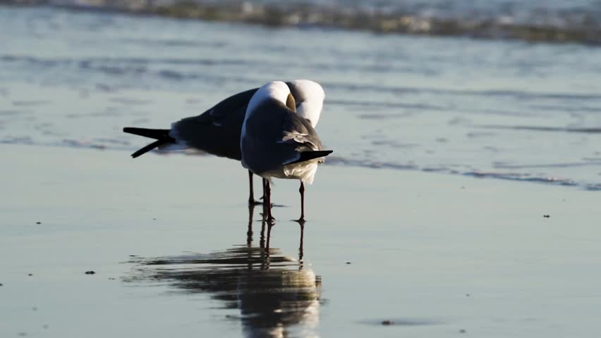 Laughing Gulls (Leucophaeus atricilla) on a beach in natural coastal habitat captured in stunning 4K resolution wildlife footage.