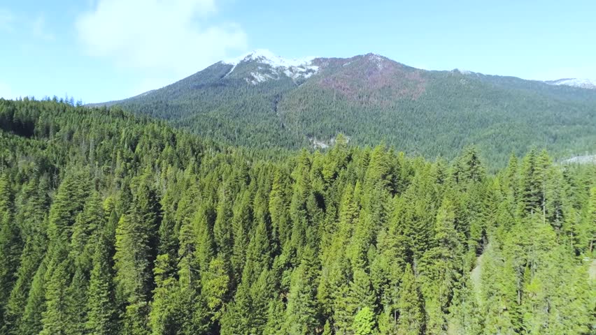 Aerial view of a vast evergreen pine forest leading toward a snow capped mountain peak .