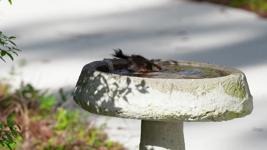 Eastern Towhee (Pipilo erythrophthalmus) in natural habitat captured in stunning 4K resolution wildlife footage.
